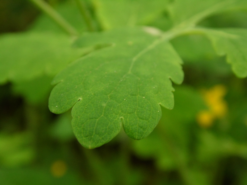 Chelidonium majus